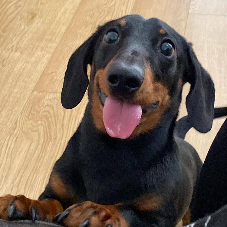 salsichinhas's tweet image. A felicidade tem uma linguinha rosa