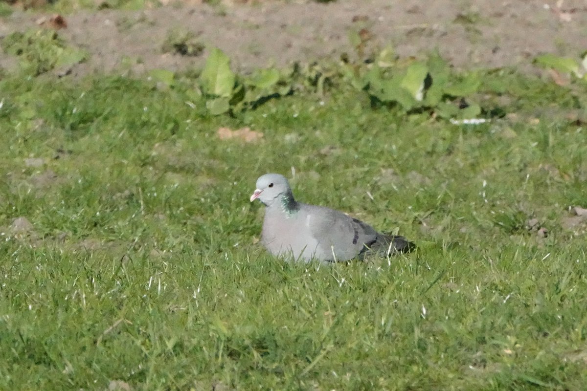 John Booth (@mudchuter) on Twitter photo A couple of shots of the beautiful stock dove <a href="/mudchute/">Mudchute Park + Farm</a> farm, E14 this evening. Very gratifying after many years of hopefully checking the wood pigeons. One previous record here since the turn of the century I believe #londonbirds <a href="/monastico/">Rev Dr Monastico</a> <a href="/Natures_Voice/">RSPB</a> A couple of shots of the beautiful stock dove <a href="/mudchute/">Mudchute Park + Farm</a> farm, E14 this evening. Very gratifying after many years of hopefully checking the wood pigeons. One previous record here since the turn of the century I believe #londonbirds <a href="/monastico/">Rev Dr Monastico</a> <a href="/Natures_Voice/">RSPB</a>