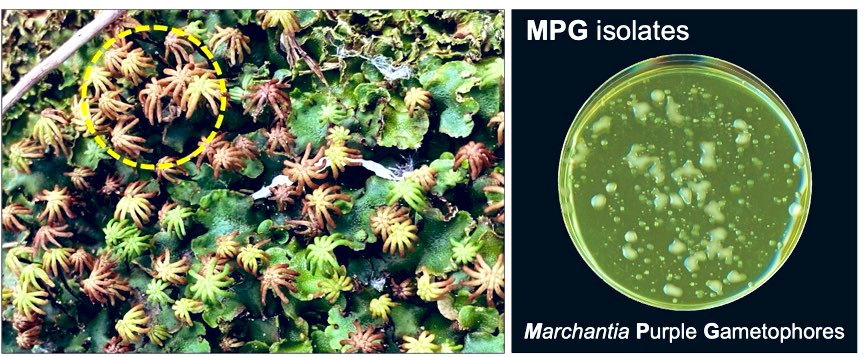 Philip Carella (@phil_carella) on Twitter photo No joke! Pseudomonas viridiflava naturally infects wild Marchantia. Now published in <a href="/CurrentBiology/">Current Biology</a>. Led by Kayla Robinson with <a href="/LuciaBuric/">Lucia Buric</a>, Kris Grenz, <a href="/Khongsam_Chia/">KhongSam Chia</a> from our group <a href="/JohnInnesCentre/">John Innes Centre</a>, and <a href="/michhulin/">Michelle Hulin</a> & <a href="/wenboEffector/">Dr. Wenbo Ma</a> from <a href="/TheSainsburyLab/">The Sainsbury Laboratory</a> -sciencedirect.com/science/articl… No joke! Pseudomonas viridiflava naturally infects wild Marchantia. Now published in <a href="/CurrentBiology/">Current Biology</a>. Led by Kayla Robinson with <a href="/LuciaBuric/">Lucia Buric</a>, Kris Grenz, <a href="/Khongsam_Chia/">KhongSam Chia</a> from our group <a href="/JohnInnesCentre/">John Innes Centre</a>, and <a href="/michhulin/">Michelle Hulin</a> & <a href="/wenboEffector/">Dr. Wenbo Ma</a> from <a href="/TheSainsburyLab/">The Sainsbury Laboratory</a> -sciencedirect.com/science/articl…