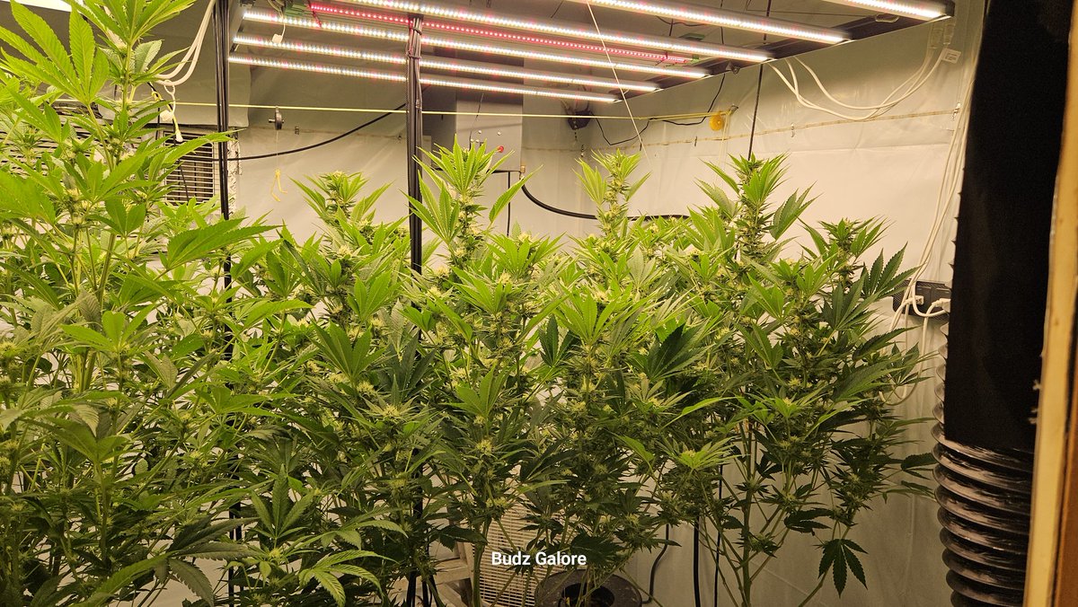 Budz Galore tweet media