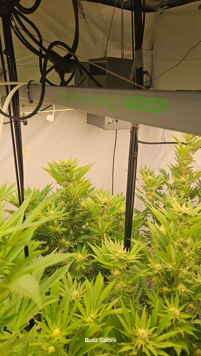 Budz Galore tweet media