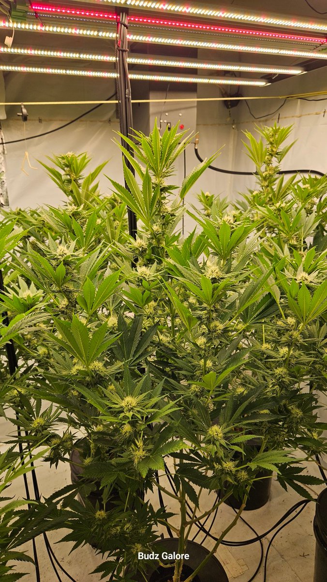 Budz Galore tweet media