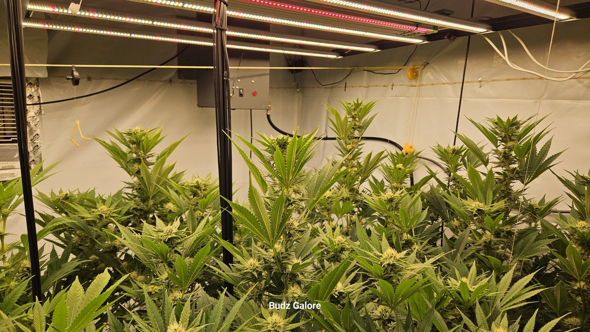 Budz Galore tweet media