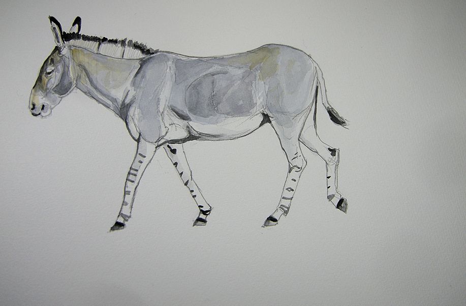 haiiromizunagi's tweet photo. いつもの所ⅠとⅡで #ソマリノロバ #ノロバ #AfricanAss #Asinus #Equus を #大人の鉛筆 で下描き #水彩 で着色 #スケッチ #ドローイング 昨日の2点は、今日も結構時間を使って弄った。ただ、あまりに変化が少なく、考える時間ばかりなので、手を動かす為に本種も描いた。東山で見てた時代が懐かしい‥ https://t.co/tpWcV74Yml