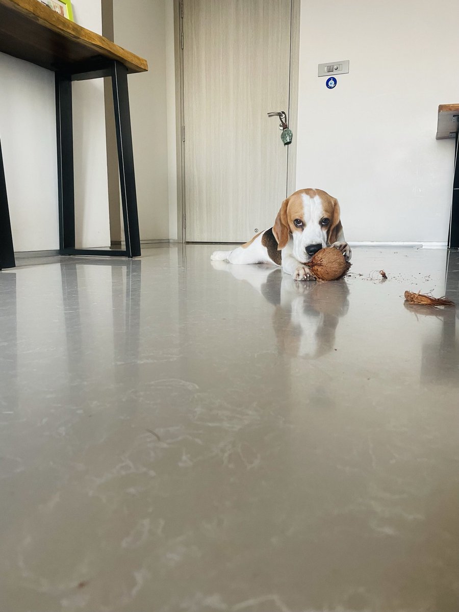 Yodatheunwise's tweet photo. @beaglefacts A coconut! And then not knowing how to eat it! https://t.co/KEH26PrT8a