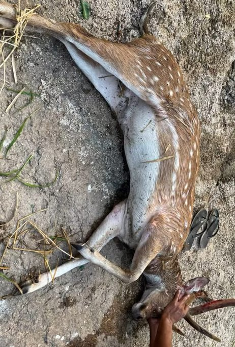 Aesira3's tweet photo. Ecological Tragedy at HCU! 🚨
The reckless land auction and forest destruction at Hyderabad Central University (HCU) have caused the tragic loss of innocent wildlife. 💔
A helpless deer died due to mindless bulldozing
#SafeHyderabadBioDiversity 
#SafeHCUBioDiversity https://t.co/k7lp3hytA1