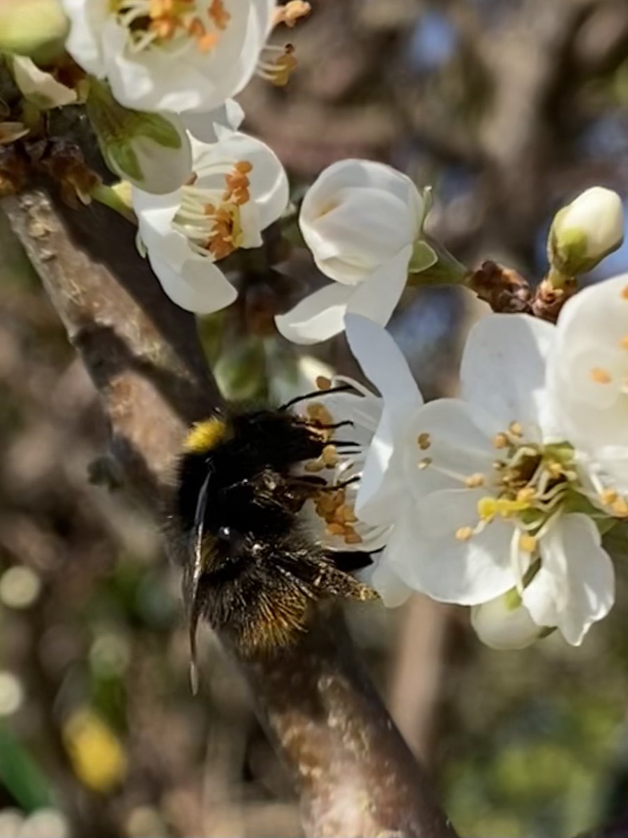 NessaSpratticus's tweet photo. Study in photos of an Early Bumble Bee π enjoying the sunshine π itβs iridescent wings x #EarlyBumbleBee @SomersetWT https://t.co/JH3Aa5wZRG
