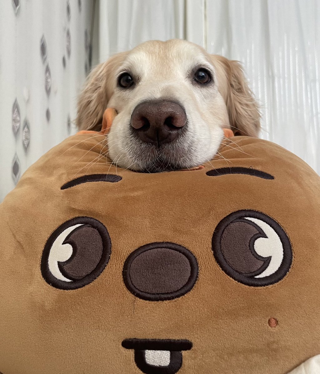 ruby_sm_'s tweet image. 🐶