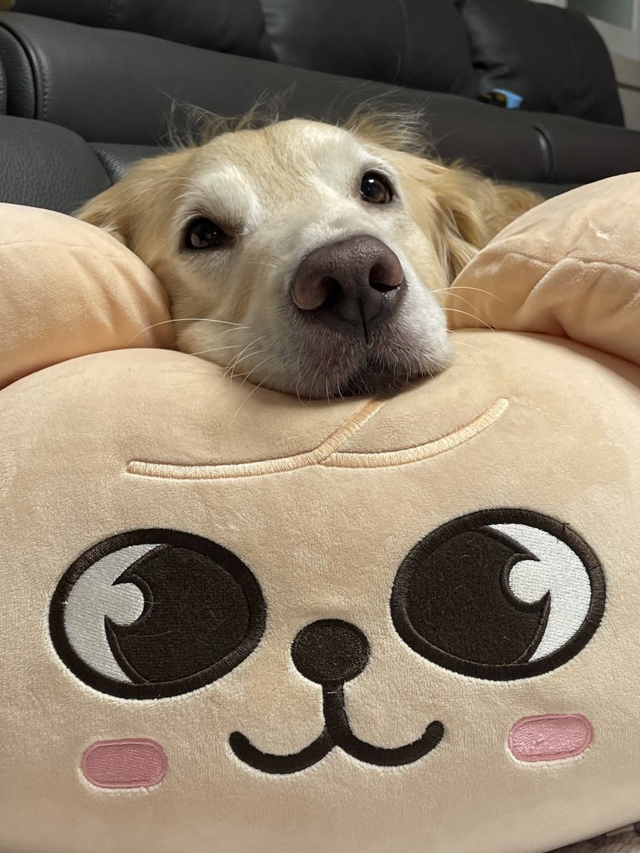 ruby_sm_'s tweet image. 🐶