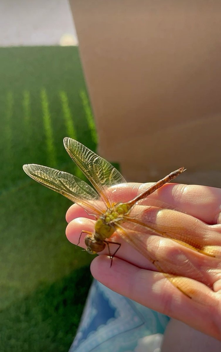 ShellyPI_3pt14's tweet photo. imagine hating me and i'm at home just trying to speak kind words to a dragonfly as it passes away https://t.co/joVCn75HLd