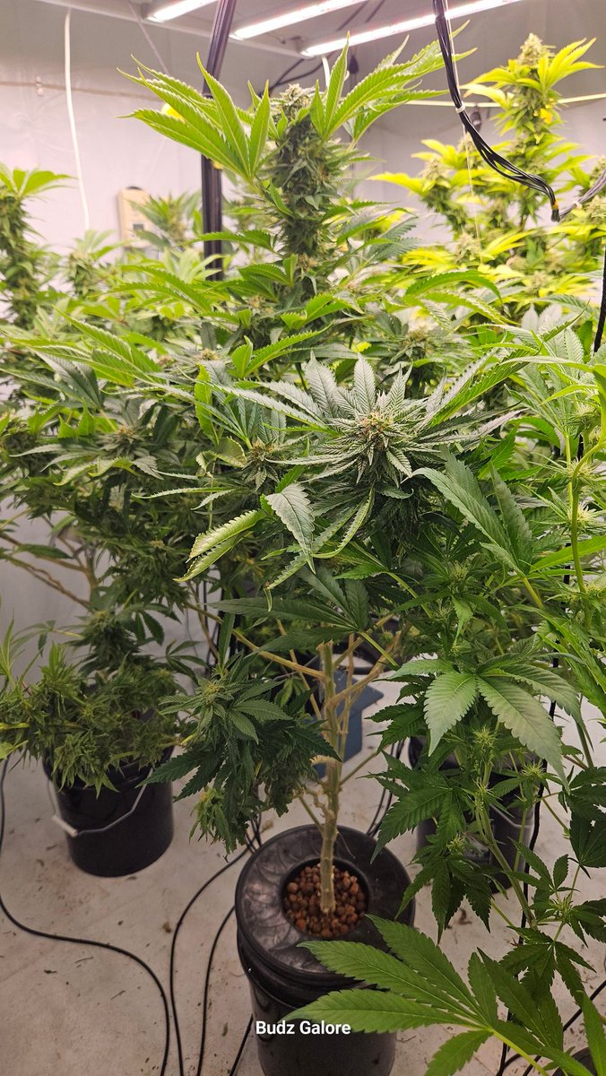 Budz Galore tweet media