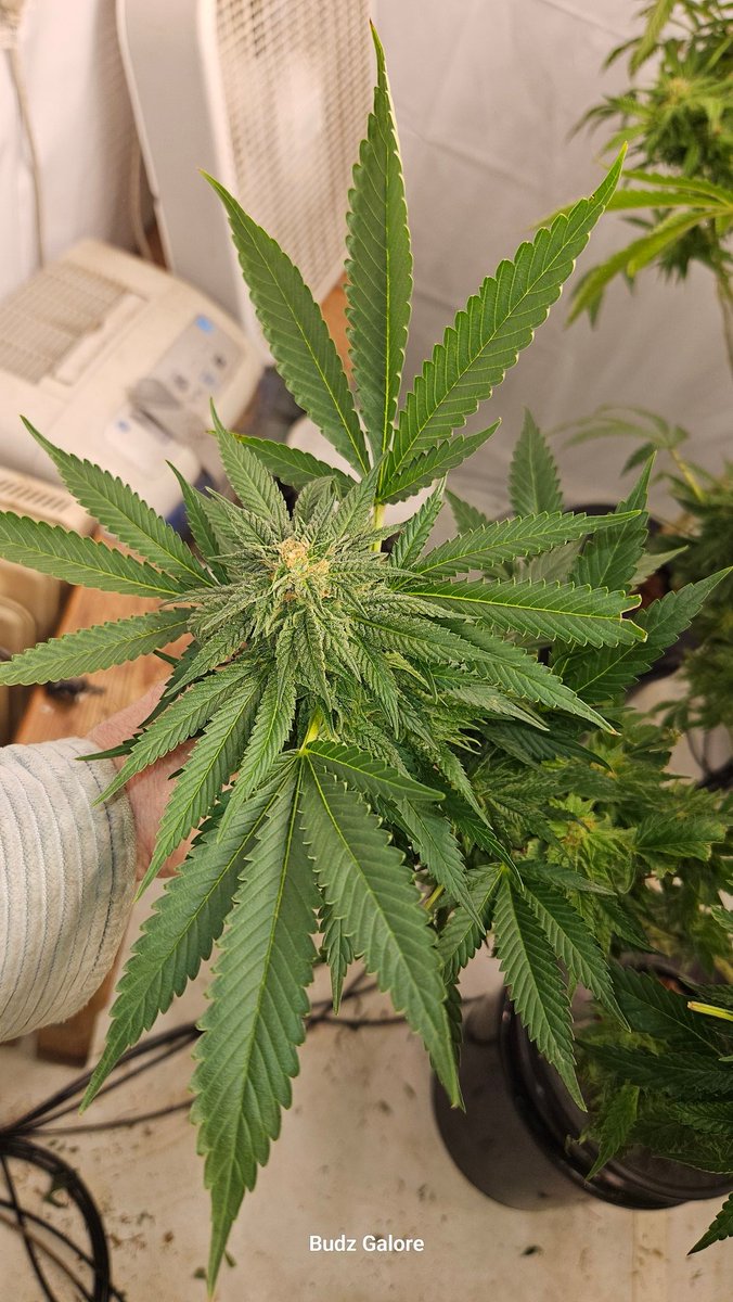 Budz Galore tweet media