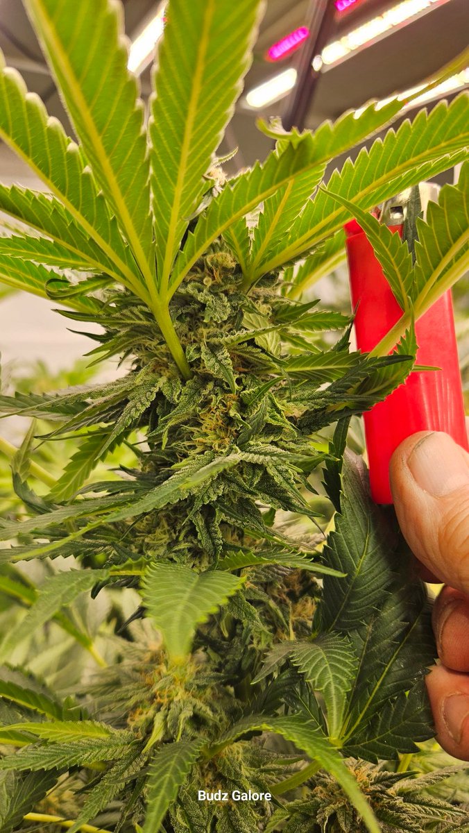 Budz Galore tweet media