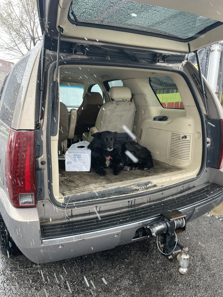 Stuck in SLC until this dog fixes the van