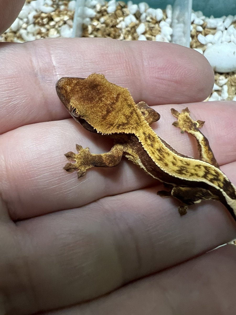 beetle_z's tweet photo. Pinstripe Crested Gecko 

#オウカンミカドヤモリ
#크레스티드게코 https://t.co/kDMtf2meXX