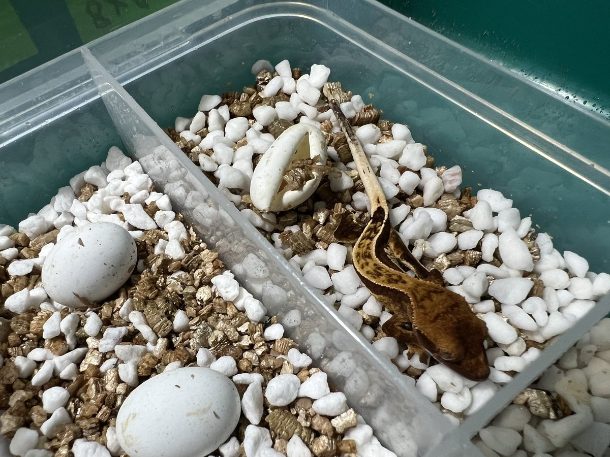 beetle_z's tweet photo. Pinstripe Crested Gecko 

#オウカンミカドヤモリ
#크레스티드게코 https://t.co/kDMtf2meXX