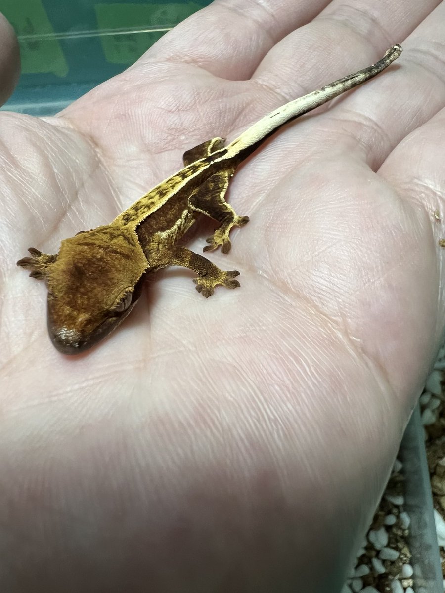 beetle_z's tweet photo. Pinstripe Crested Gecko 

#オウカンミカドヤモリ
#크레스티드게코 https://t.co/kDMtf2meXX