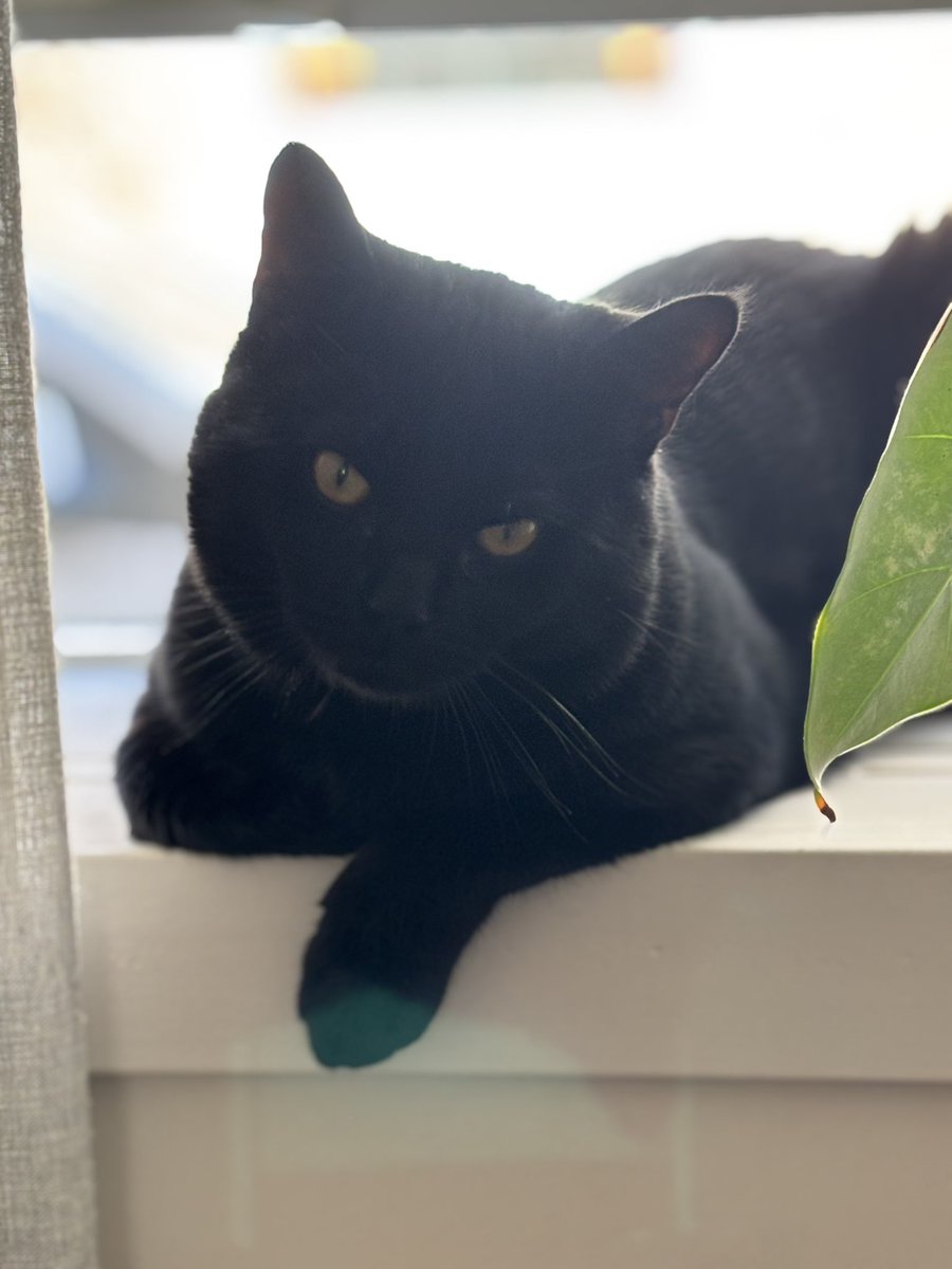 Looking at my new family, wondering if they forgot it’s #Tunatuesday 🐾 I mean .. they’ve been around here many years so they must remember. I’ll wait for five more minutes before I file a complaint 🐈‍⬛

#CatsOfTwitter #Panfur