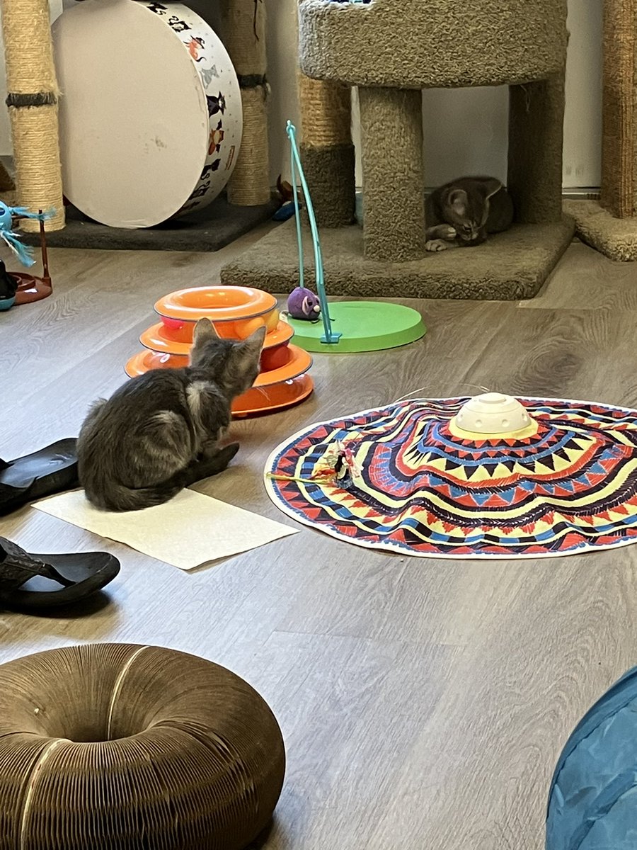Zwaa_Art's tweet photo. Guessss whaaaat!
I’m adopting 4 new kittens!!!!!!!!
They are all siblings and they play so well together we couldn’t break them up!!!
Ahhh lookit how smoll they are!!!!!
Eeeeheheheh! ❤️ https://t.co/qBkDLRocJL