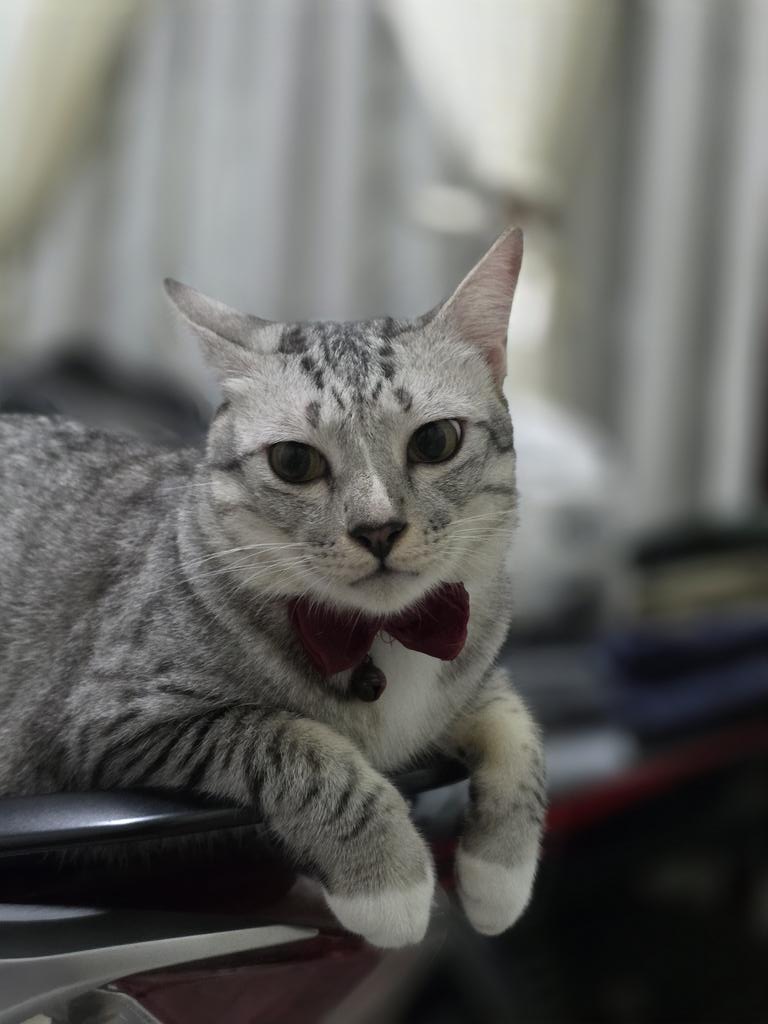 TOBABER's tweet image. Please bantuannya

Guys, kucing gw udh hilang 5 hari lalu,bagi yg ngeliat/ tau bantu info ya, di DM.

Detailnya
- kucing abu-abu
- kucing domestik
- berat sekitar 6.5kg
- pakai pita merah
- steril

Lokasi hilang di Bina Lindung, Jatiwaringin.

Yg melihat, DM aja ya. Terima ksh