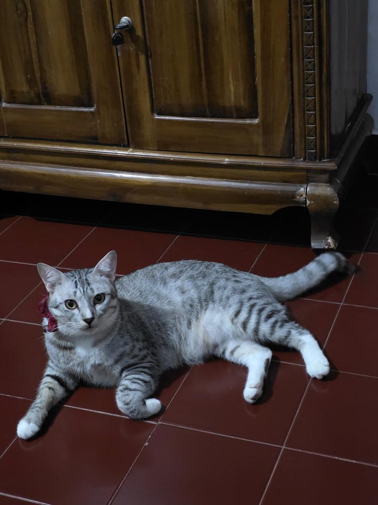 TOBABER's tweet image. Please bantuannya

Guys, kucing gw udh hilang 5 hari lalu,bagi yg ngeliat/ tau bantu info ya, di DM.

Detailnya
- kucing abu-abu
- kucing domestik
- berat sekitar 6.5kg
- pakai pita merah
- steril

Lokasi hilang di Bina Lindung, Jatiwaringin.

Yg melihat, DM aja ya. Terima ksh