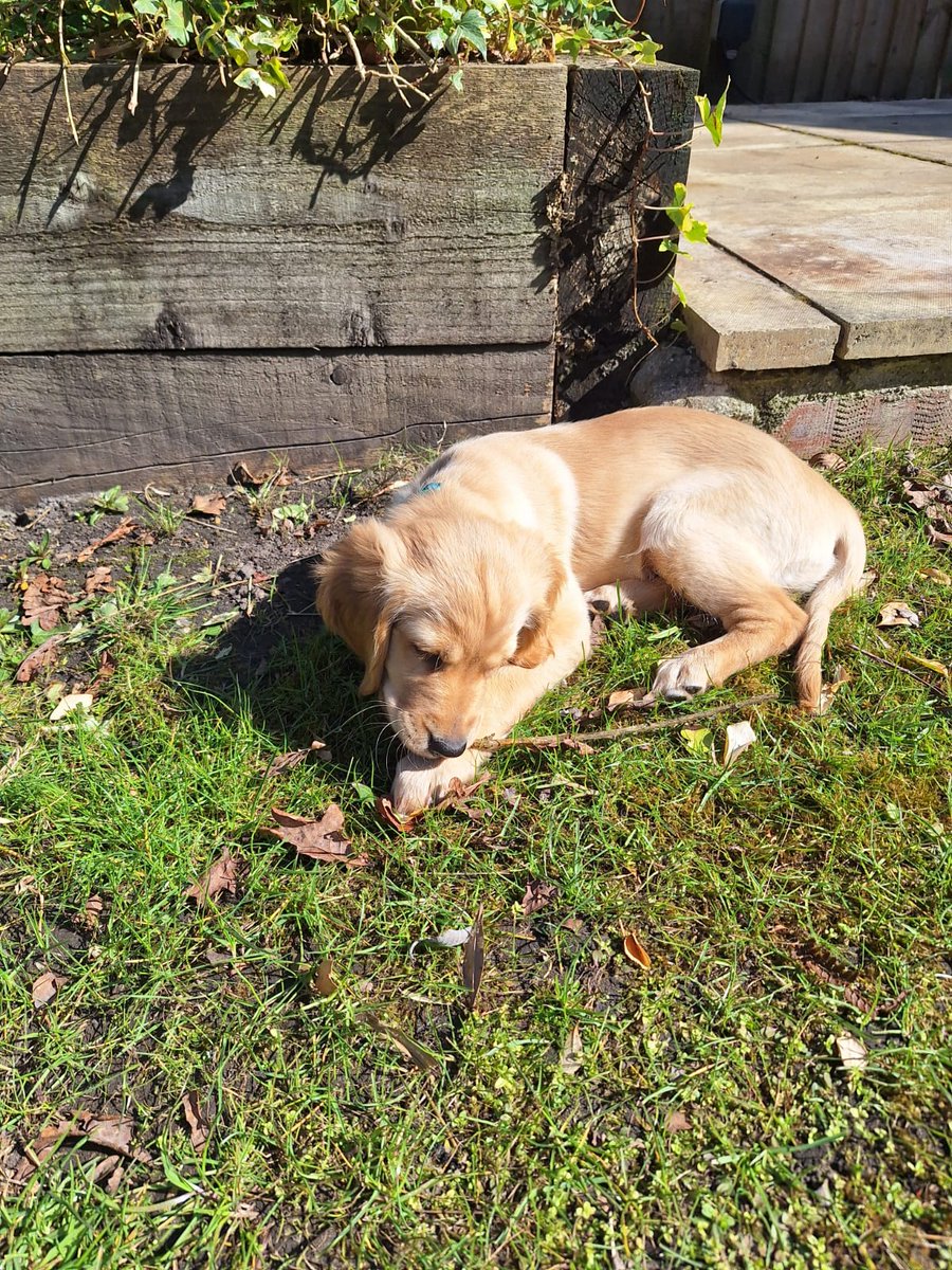 All moved in! Getting a puppy and then moving within the space of a week was one of the hardest things that I've ever been through, but it was 100% worth it 😄