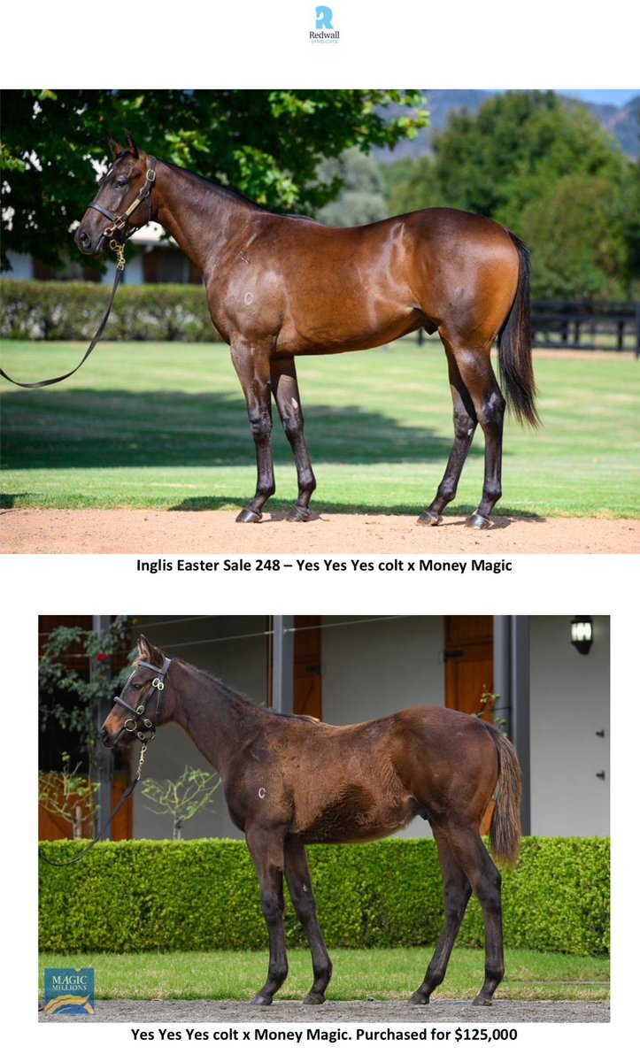 hannahmwall's tweet image. Redwall pinhook Firm Agreement a close 2nd by the narrowest of margins in the Tulloch Stks Gr.2💪 Purchased from @CoolmoreAus and sold by @widdenstud at the @inglis_sales Easter Sale of 2023. Congrats to all connections, there is a big day in him I am sure! 👏 #classof2023