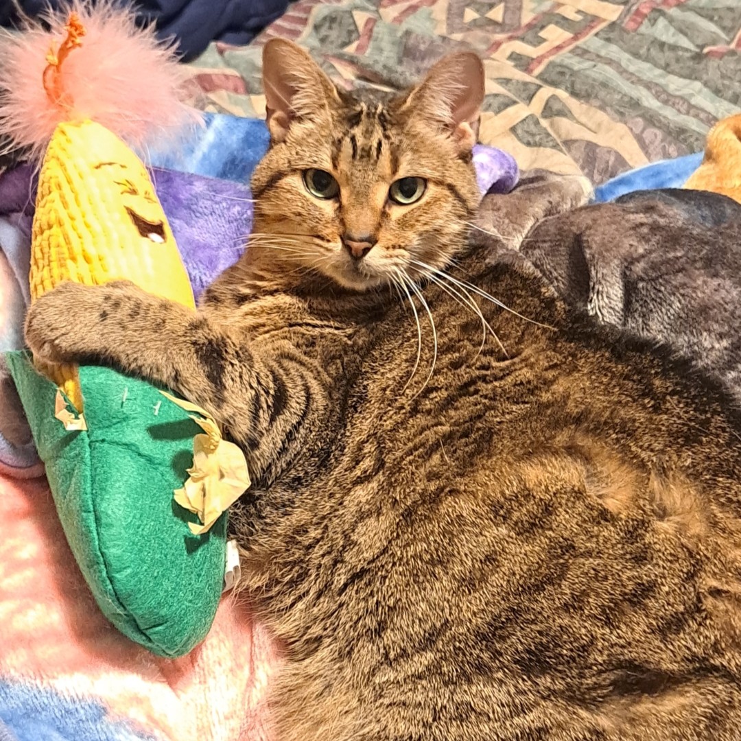 CapMetroATX's tweet photo. CapMetro's feline workforce has taken over the #WaypointBlog to reveal the purr-fect truth about their dedicated humans & the important work happening behind the scenes! 😸 #CatMetro #AprilFools
Learn more about the REAL MVPs (Most Valuable Purr-sonnel): https://t.co/xX7FF7AmIV https://t.co/BUScKA2Hu9