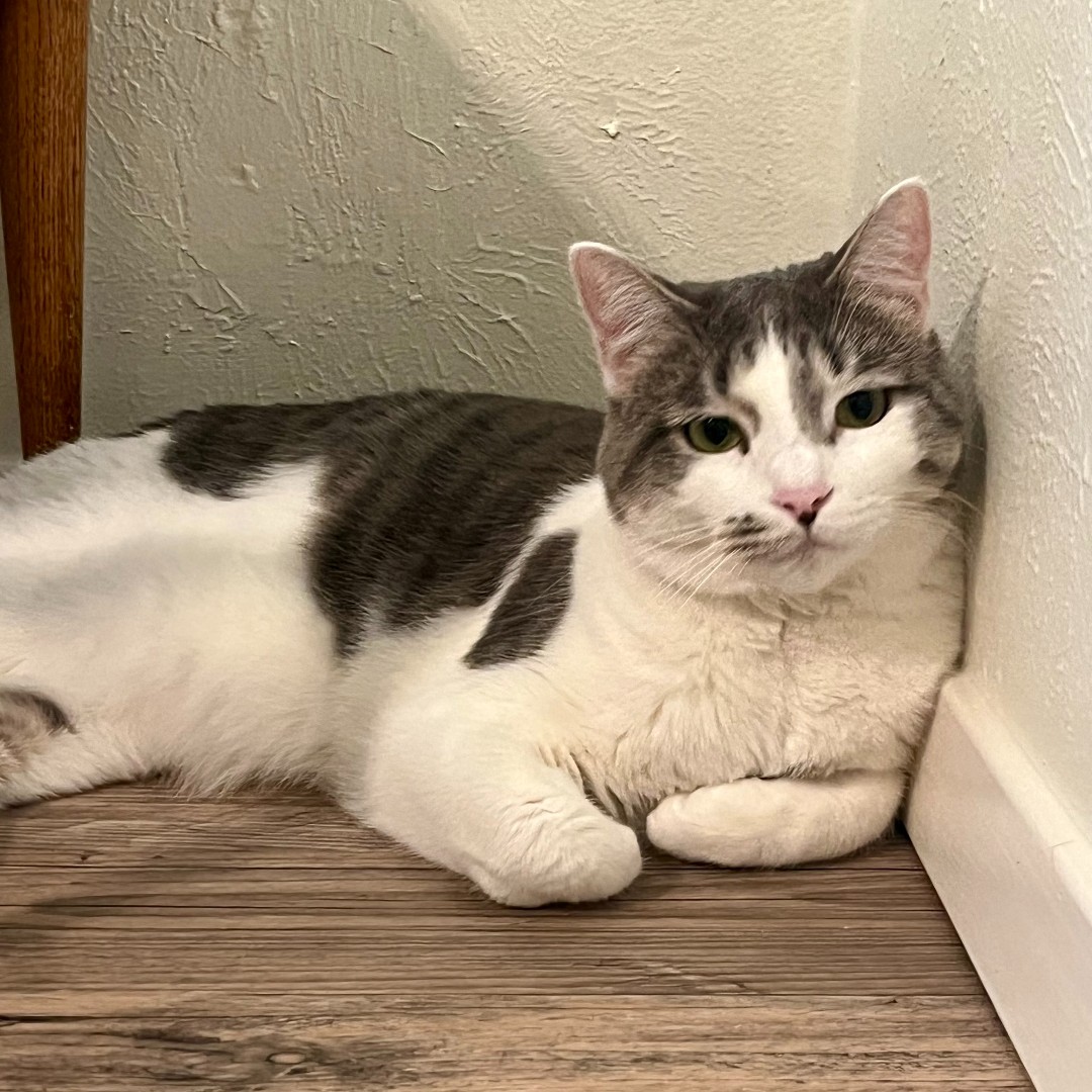 CapMetroATX's tweet photo. CapMetro's feline workforce has taken over the #WaypointBlog to reveal the purr-fect truth about their dedicated humans & the important work happening behind the scenes! 😸 #CatMetro #AprilFools
Learn more about the REAL MVPs (Most Valuable Purr-sonnel): https://t.co/xX7FF7AmIV https://t.co/BUScKA2Hu9