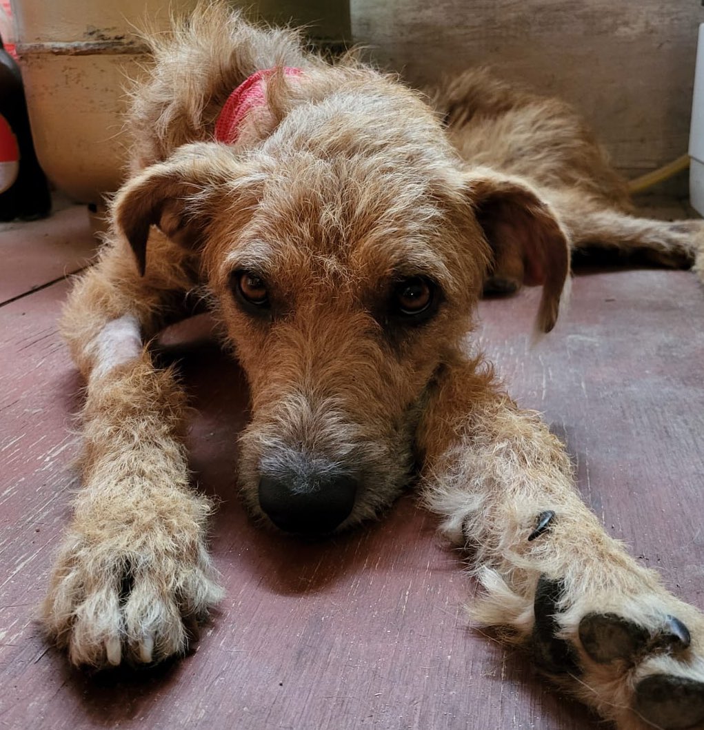 redbicheraoficialuruguay tweet media