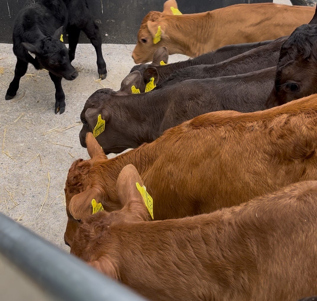 At Tipperary Demo Farm, it has been a busy few months with the arrival of 270+ calves over 5 intakes to the farm.
Last week, 45 calves arrived from 4 source farms. These calves received 2L/head of electrolytes on arrival followed by 1L/head of milk replacer. 
#TipperaryDemo