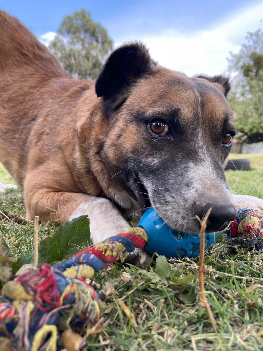 FundacionToby's tweet photo. Buenisimos días comunidad Toby de mi corazón!!!! 🩵🙌🏼✨🐾

Mi precioso hijo Huesitos viene a que admiren su belleza, su encanto, su ternura, mi niño está en adopción así que pueden venir a conocerlo.

Pero también viene a pedir su ayuda para comprar el alimento del mes, en total gastamos $40,000 pesos en Croquetas.

Haremos un nuevo Toby-ton para croquetas!! Pueden ayudarnos con donaciones o en especie 🩵🐾

Cuentas para unirte al Toby-ton:
Cuentas Toby

-BANCOMER 
Cuenta: 0117412991
Clabe: 012180001174129915
Tarjeta: 4555113008742068

- Mercado pago
Clabe: 722969010583593935
Tarjeta: 5428780103864245

- Paypal
https://t.co/IWW9kwJFr6

Necesitamos su ayuda!
Hay que alimentar 130 barrigas!