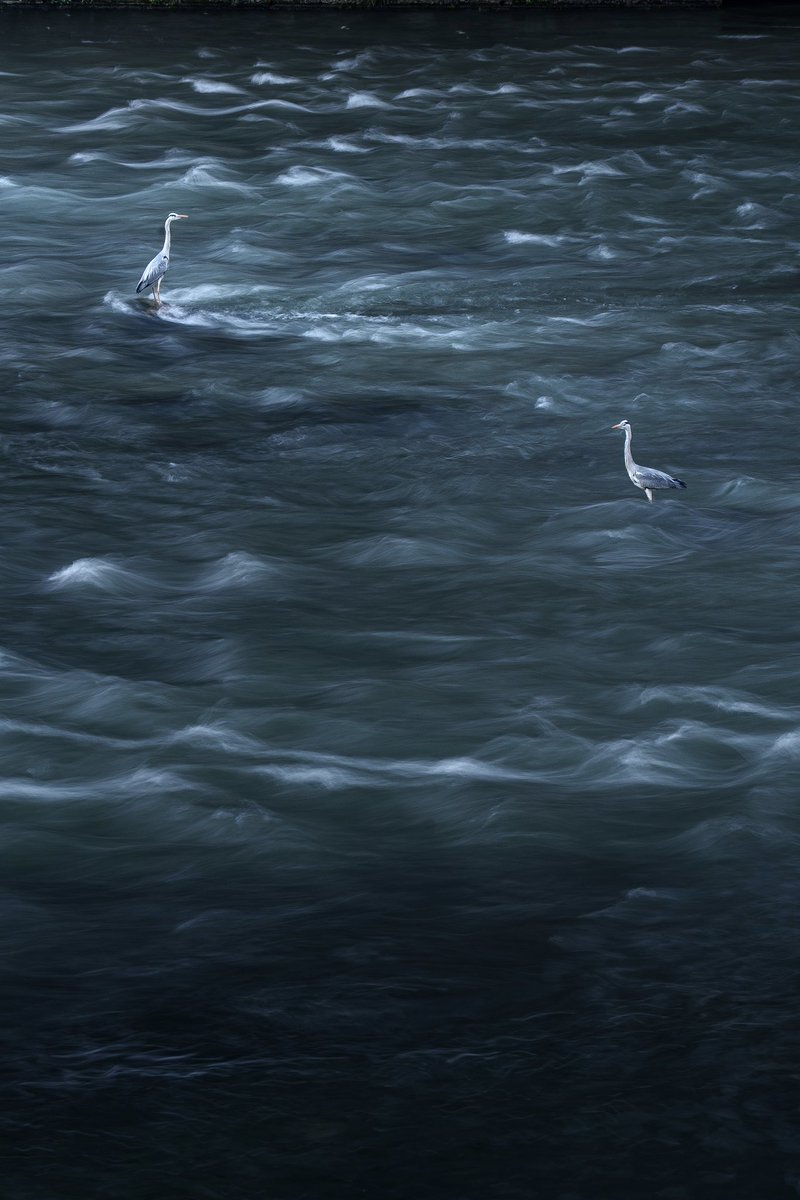 yangblablabla's tweet photo. A flock of grey herons along the Jinjiang River in SW China’s Chengdu City has recently captured public attention with its distinctive feeding habits. The birds stand motionless in the shallow waters for extended periods, occasionally striking with lightning speed to catch fish. https://t.co/VHso4hUTRE