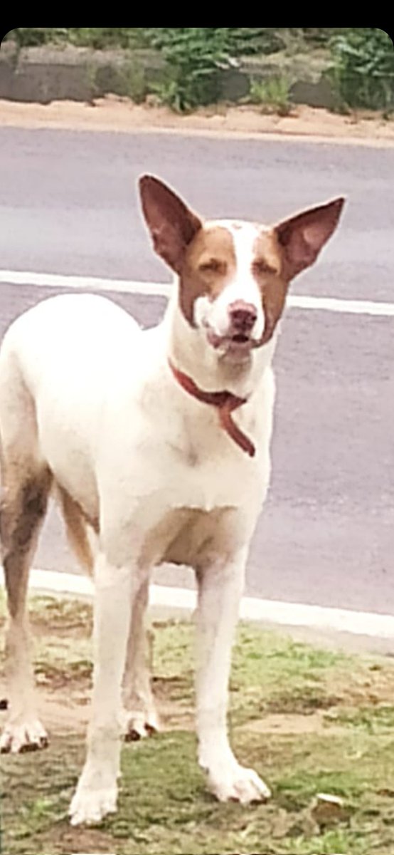 🐾❤️ (@mae_chdl) on Twitter photo Si se le escapó a alguien xr fa si lo pueden recoger cualquier momento lo van a chocar, le corretean los otros perro😔desde ayer anda rondando la zona está desatinado parece <a href="/BuscanCasita/">Animales Buscan casita</a> <a href="/MarisLlorens/">Maris Llorens</a> <a href="/defensanimalpy/">Dirección Nacional de Defensa Animal</a> <a href="/edithortizg/">EDITH</a> <a href="/Telefuturo/">Telefuturo</a> <a href="/IsabelMezquita4/">Isabel Mezquita</a> <a href="/ForcadoKaren/">Karen Forcado ♥️🇵🇾🚩</a> @ Si se le escapó a alguien xr fa si lo pueden recoger cualquier momento lo van a chocar, le corretean los otros perro😔desde ayer anda rondando la zona está desatinado parece <a href="/BuscanCasita/">Animales Buscan casita</a> <a href="/MarisLlorens/">Maris Llorens</a> <a href="/defensanimalpy/">Dirección Nacional de Defensa Animal</a> <a href="/edithortizg/">EDITH</a> <a href="/Telefuturo/">Telefuturo</a> <a href="/IsabelMezquita4/">Isabel Mezquita</a> <a href="/ForcadoKaren/">Karen Forcado ♥️🇵🇾🚩</a> @