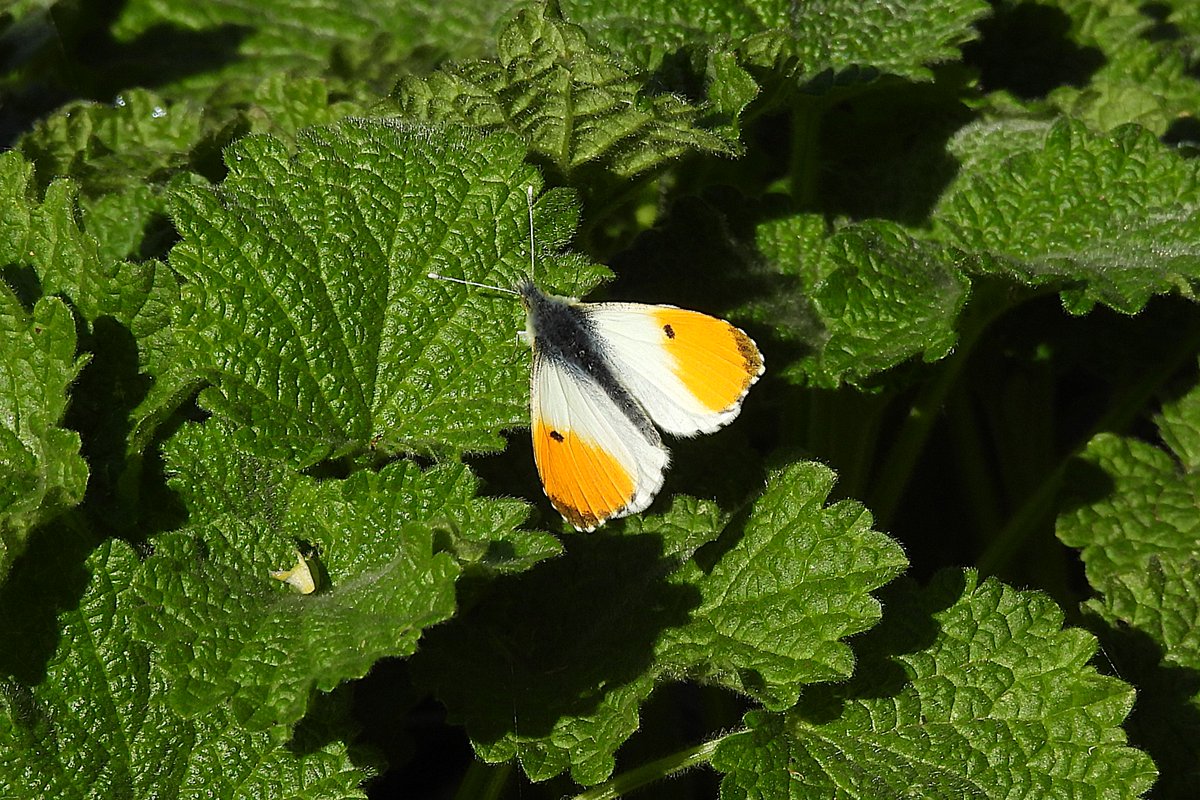 Orange Tip at Bazalgette Way SE2