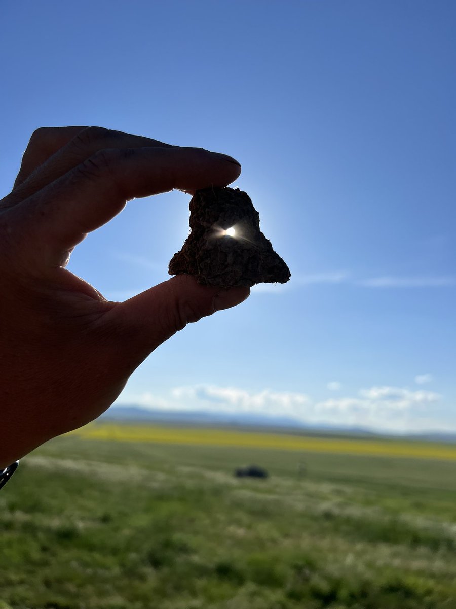 It soil health week in Montana!
I will start by acknowledging these amazing earthworms indicators of soil health. These even learned to spell! 😃Smart they are, responsible for aerating cycling infiltrating water nutrients &amp; carbon.
<a href="/mtconservation/">Montana Association of Conservation Districts</a> <a href="/montanastate/">Montana State University</a> <a href="/MTAgriculture/">Montana Department of Agriculture</a>