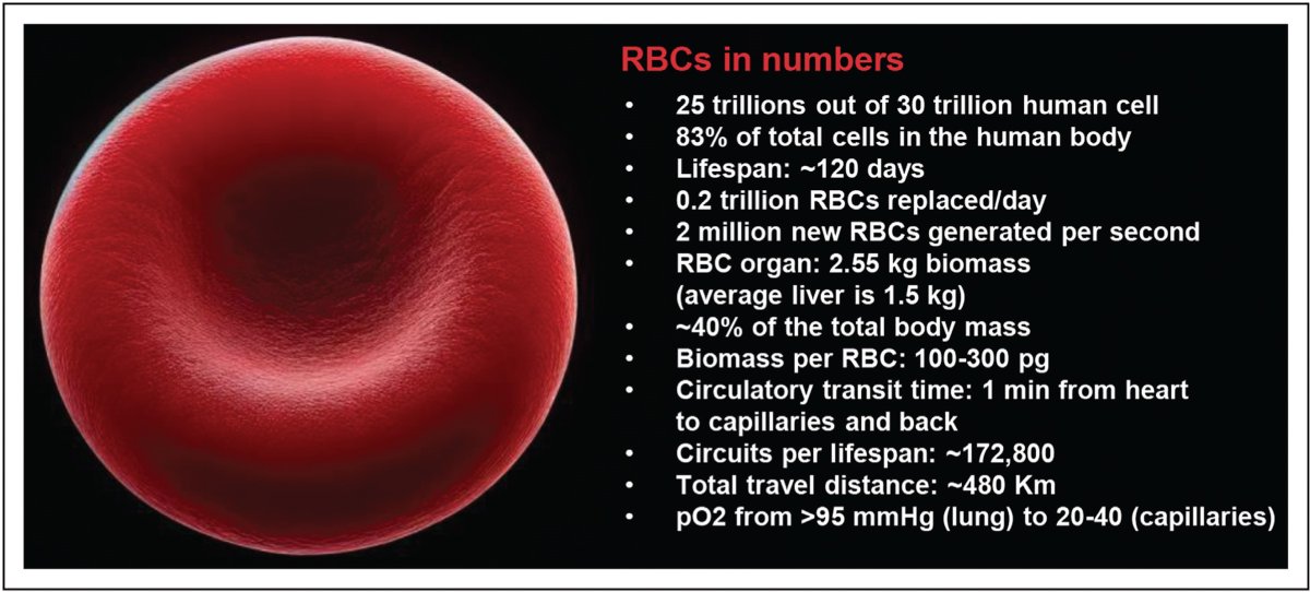 CO Hematology (@co_hematology) on Twitter photo Our May 2025 issue has landed! 🎉
Read <a href="/dalessandrolab/">Angelo D'Alessandro</a>'s review on recent advances in the understanding of #redbloodcell metabolism as a function of hypoxia and oxidant stress.
Along with many others!
Browse the full ToC here: 🔗ow.ly/8AW750Vspjp
#hematology #reviews Our May 2025 issue has landed! 🎉
Read <a href="/dalessandrolab/">Angelo D'Alessandro</a>'s review on recent advances in the understanding of #redbloodcell metabolism as a function of hypoxia and oxidant stress.
Along with many others!
Browse the full ToC here: 🔗ow.ly/8AW750Vspjp
#hematology #reviews