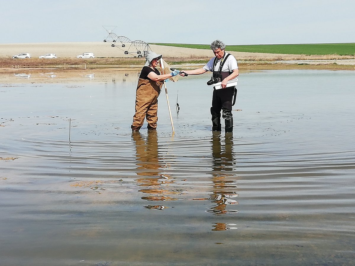 Paloma Alcorlo Pages ☮️🏳️🌈🇵🇸🍉 (@palocorlo) on Twitter photo Comenzamos segunda tanda muestreos proyecto #Reaction para estudiar impacto cambio de usos y cambio climático en las comunidades de lagunas salinas con diferentes tipos de tapetes microbianos <a href="/uam/">maurizio</a>.es <a href="/uclm/">uclm</a>.es  #CAB-INTA. Hoy en Laguna Caballo Alba, Segovia, acosada por regadíos Comenzamos segunda tanda muestreos proyecto #Reaction para estudiar impacto cambio de usos y cambio climático en las comunidades de lagunas salinas con diferentes tipos de tapetes microbianos <a href="/uam/">maurizio</a>.es <a href="/uclm/">uclm</a>.es  #CAB-INTA. Hoy en Laguna Caballo Alba, Segovia, acosada por regadíos