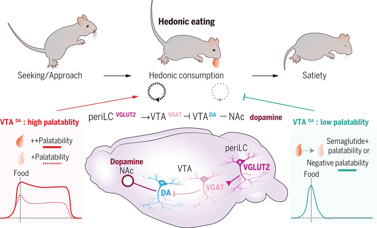 ScienceMagazine's tweet image. A previously overlooked dopamine-producing brain circuit drives hedonic eating, or eating for pleasure, according to a new Science study in mice. scim.ag/3DWzi8D