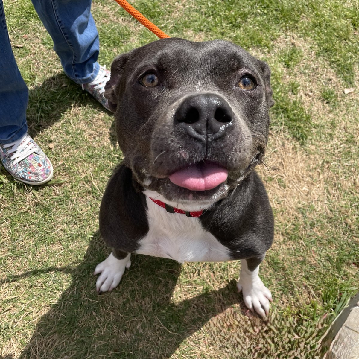 spcaoftexas's tweet photo. 🚨BREAKING NEWS: STAFF IS SHOCKED—CATLYN IS ACTUALLY... A DOG?! 😱🐶
Her name may have been confusing, but one thing’s for sure—she’s a pawfect pooch! 🥰
Don't be fooled this April 1st! Catlyn is ready to be your new best dog friend! 🏡✨
#AprilFools #NotACat #Adoptme #SPCATexas https://t.co/fNSS2Fwmmk