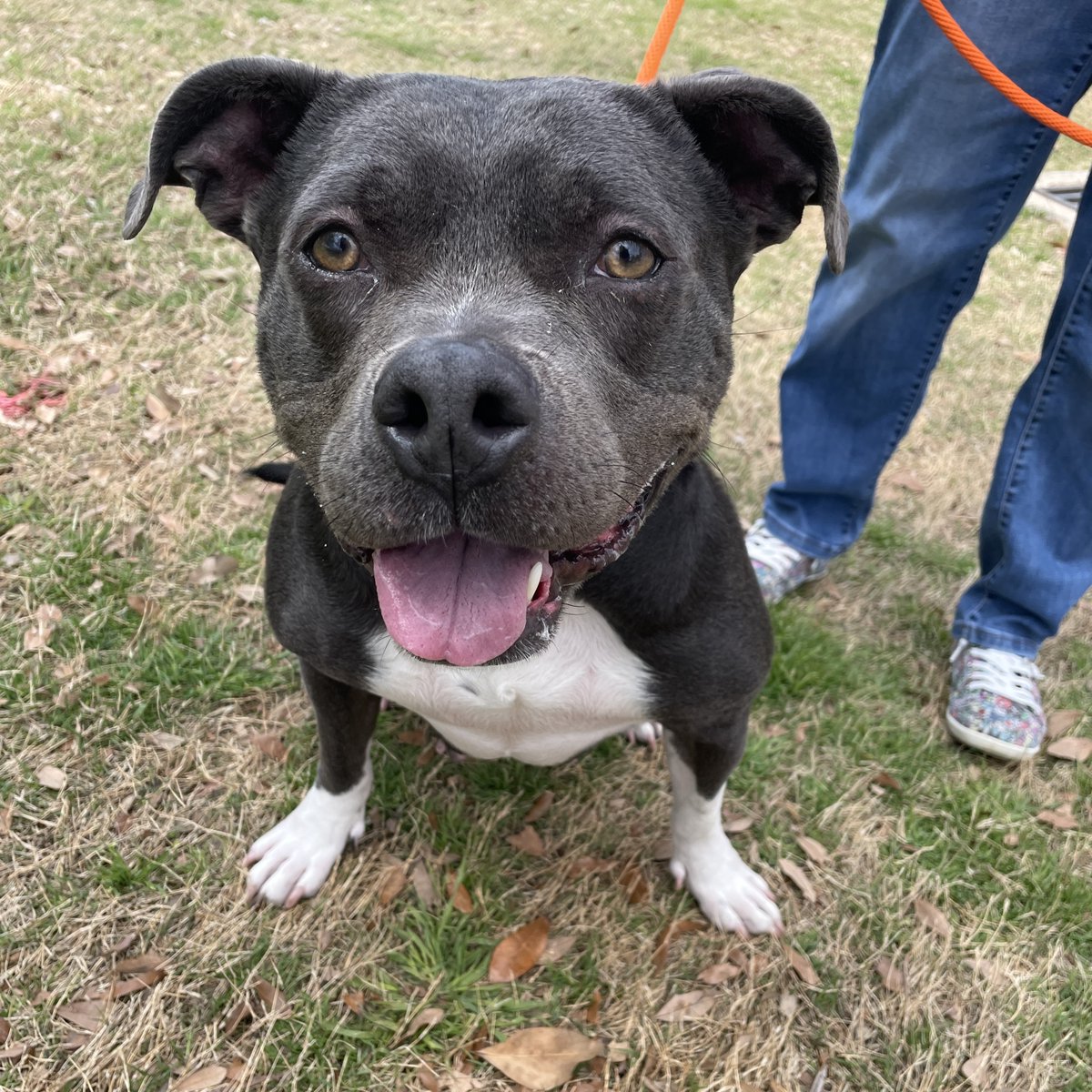 spcaoftexas's tweet photo. 🚨BREAKING NEWS: STAFF IS SHOCKED—CATLYN IS ACTUALLY... A DOG?! 😱🐶
Her name may have been confusing, but one thing’s for sure—she’s a pawfect pooch! 🥰
Don't be fooled this April 1st! Catlyn is ready to be your new best dog friend! 🏡✨
#AprilFools #NotACat #Adoptme #SPCATexas https://t.co/fNSS2Fwmmk