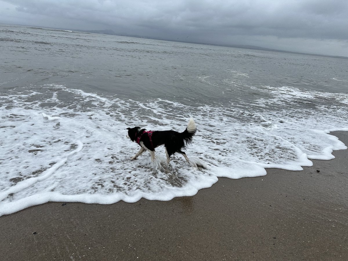 KinlochSusan's tweet image. Pettycur Bay #memories #beach #shells