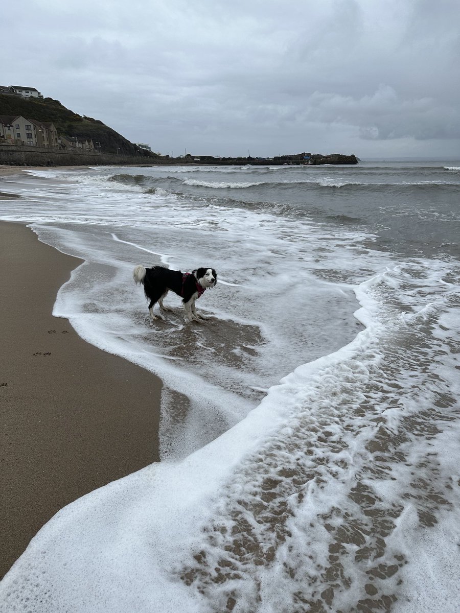 KinlochSusan's tweet image. Pettycur Bay #memories #beach #shells