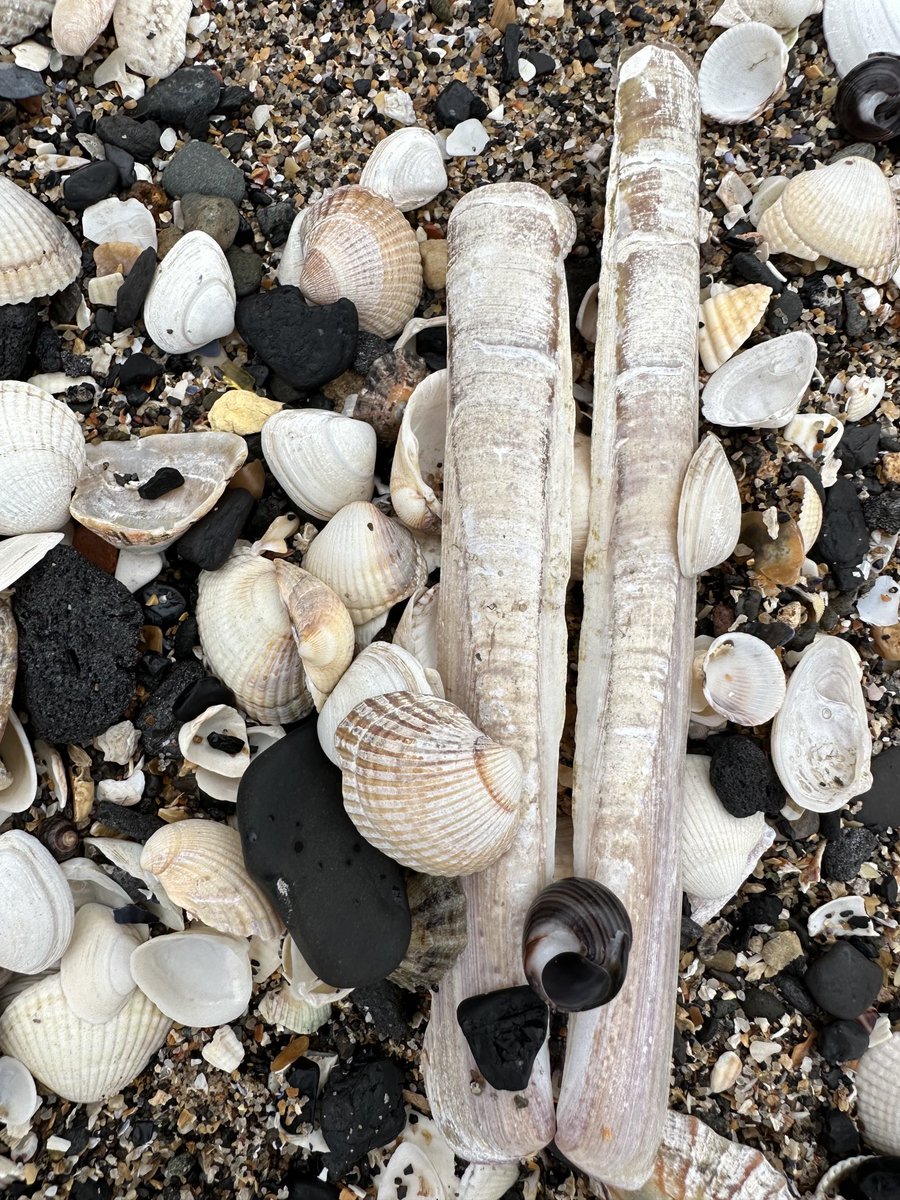 KinlochSusan's tweet image. Pettycur Bay #memories #beach #shells