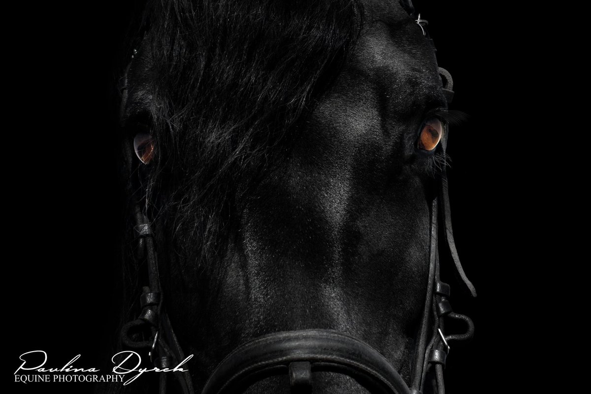 paulad1986's tweet photo. „Out of the shadow” Dionizos z Moreny 🖤 https://t.co/SNq71QwqxJ
