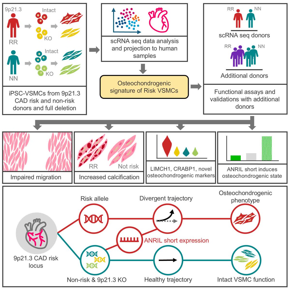 ATVB: An AHA Journal (@atvbahajournals) on Twitter photo The 9p21 risk locus — the first and most impactful CAD genetic risk factor in humans — drives VSMCs to adopt an osteochondrogenic state, promoting calcification <a href="/clintomics/">Clint Miller</a> <a href="/valelosardo/">Valentina Lo Sardo</a>
ahajrnls.org/3E59c3h The 9p21 risk locus — the first and most impactful CAD genetic risk factor in humans — drives VSMCs to adopt an osteochondrogenic state, promoting calcification <a href="/clintomics/">Clint Miller</a> <a href="/valelosardo/">Valentina Lo Sardo</a>
ahajrnls.org/3E59c3h