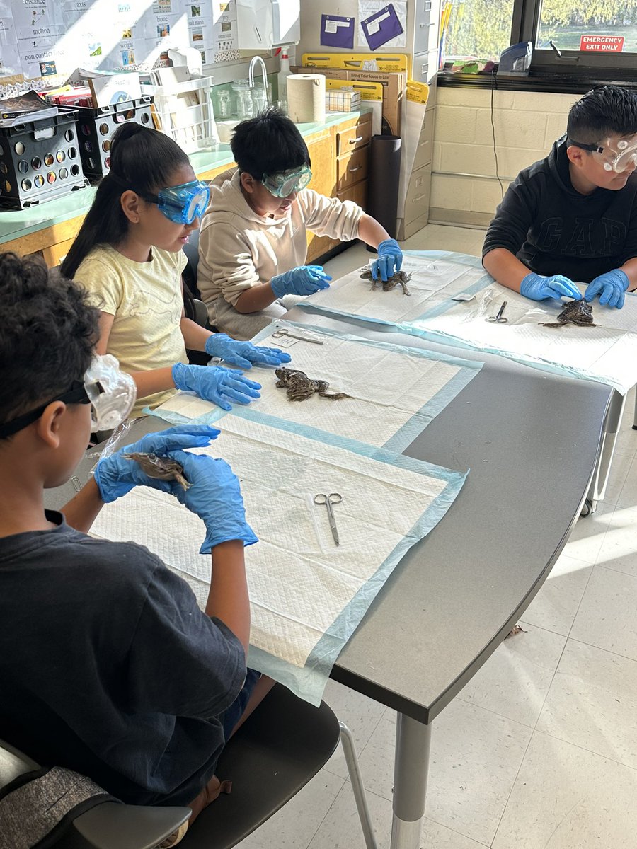 lapasu06's tweet photo. Frog Dissection Day @bcpshillcrest 🐸
#bestatthecrest #ignitelearningbcps https://t.co/3RrWGhcXxy
