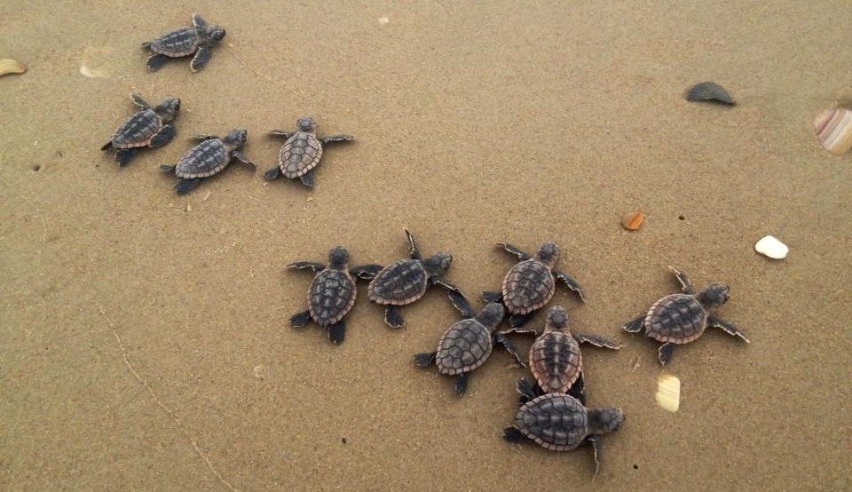Four new papers out: sea turtle conservation, red snapper management policy, our oyster community of practice, and mangroves: wildlifewildernessrecreationlab.org/news