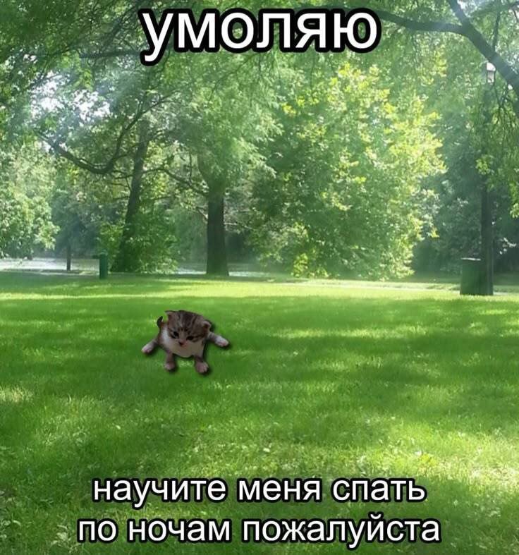 cats, i love cats (@catsilcats) on Twitter photo 