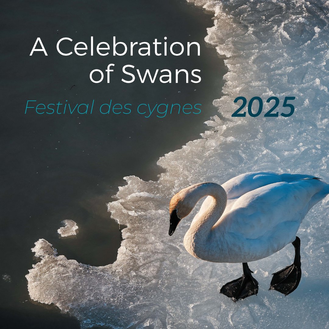 yukongov's tweet photo. The Celebration of Swans festival is back! Witness the migration of tens of thousands of swans, ducks and geese at Swan Haven. Enjoy interactive exhibits, daily swan counts and the new audio tour! Open daily in April. Read more: https://t.co/BDTzHK3NQI
#Yukon #SwanHaven #CelebrationOfSwans #CelebrateNature